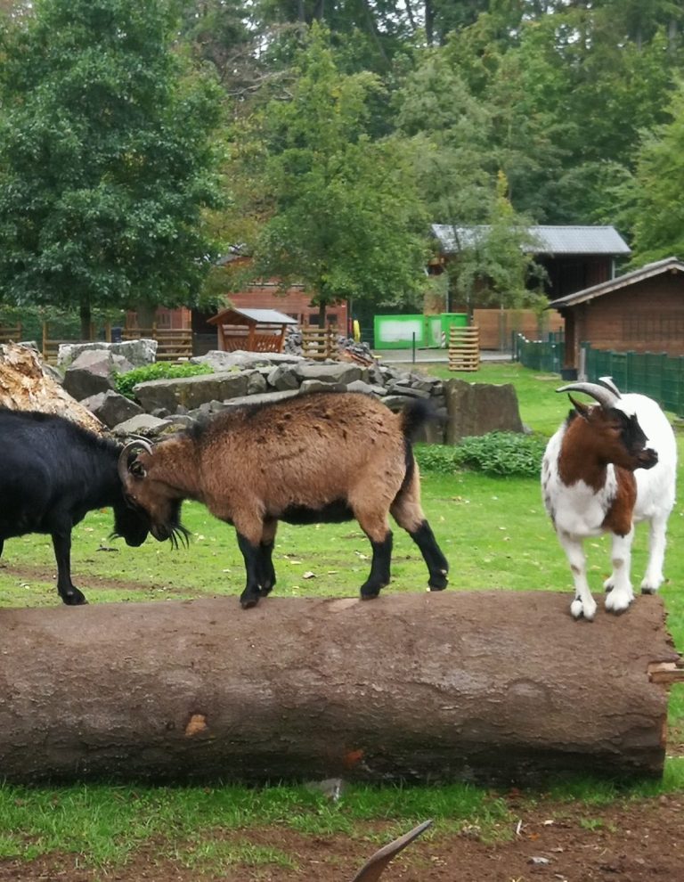 Ziegen auf Baumstamm